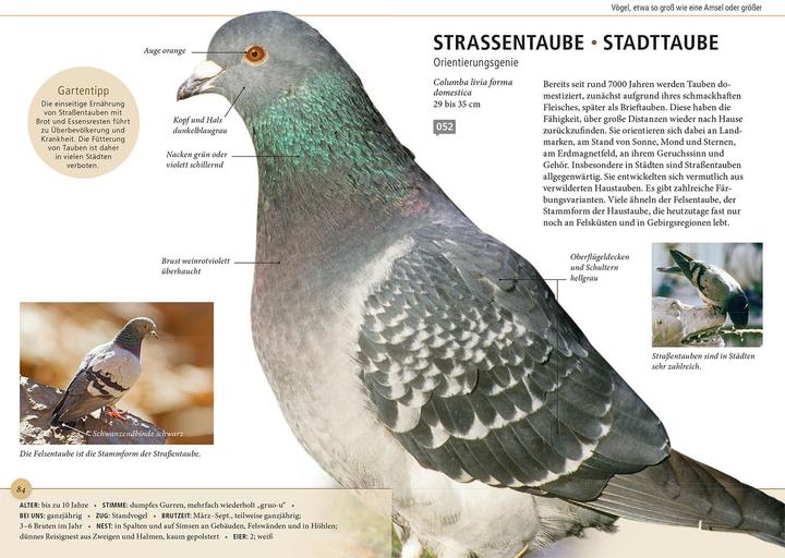 Produktbild Kosmos Gartenvögel lebensgross (Deutsch, Daniela Strauß, 2024)