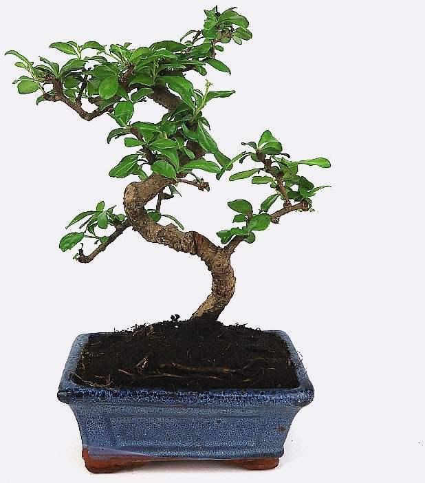 Image du produit Bonsai.ch Ilex crenata Houx du Japon