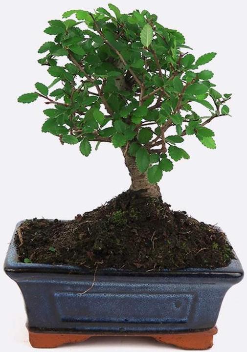 Produktbild Bonsai.ch Pseudolarix Goldlächre (23.50 cm)