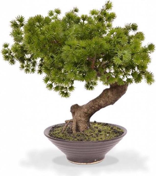 Botanic-Haus Pinus with shell (50 cm)