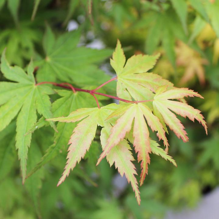 Produktbild Zulauf Japanischer Fächer-Ahorn / Acer palmatum 'Osakazuki' (80 cm)
