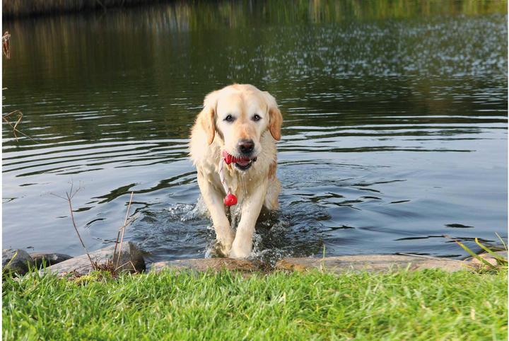 Image du produit Trixie Dog Activity Mot-Fun 9cm/22cm (Apporter)