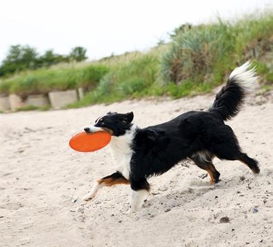 Produktbild Trixie Dog Activity Dog Disc D=18cm (Apportieren)