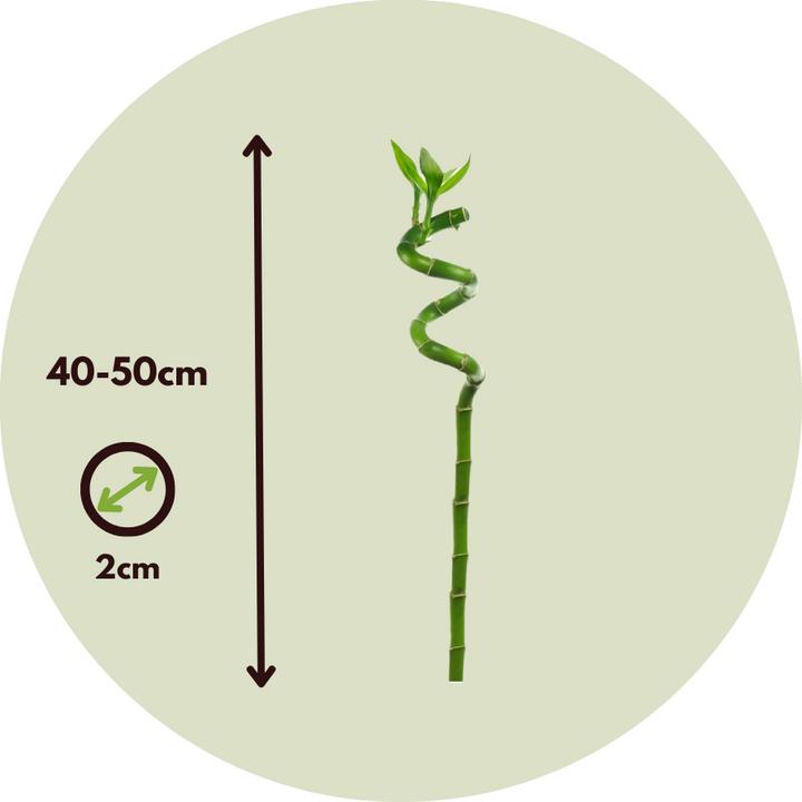 Immagine prodotto Plant in a Box Dracaena sanderiana - Set di 12 Lucky Bamboo (40 cm)