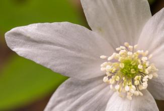 Produktbild Venus Optic Laowa 100mm f/2.8 Ultra Macro APO Nikon Z (Nikon Z, Vollformat)
