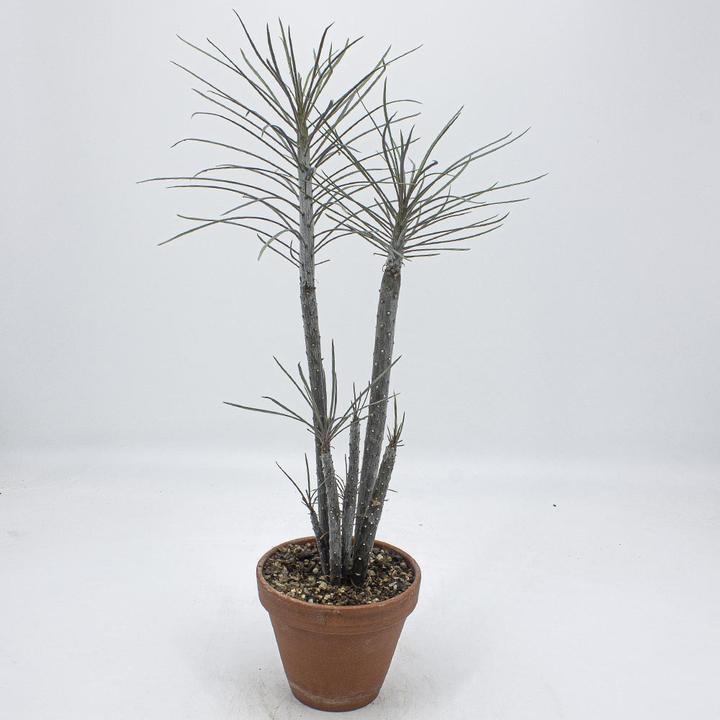 Image du produit Kakteen Gautschi Senecio kleinia (60 cm)