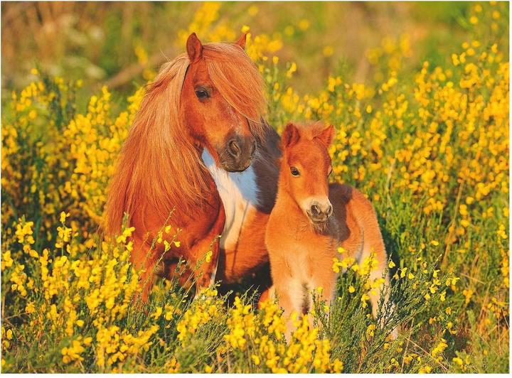 Produktbild Ravensburger Shetlandponys (100 Teile)