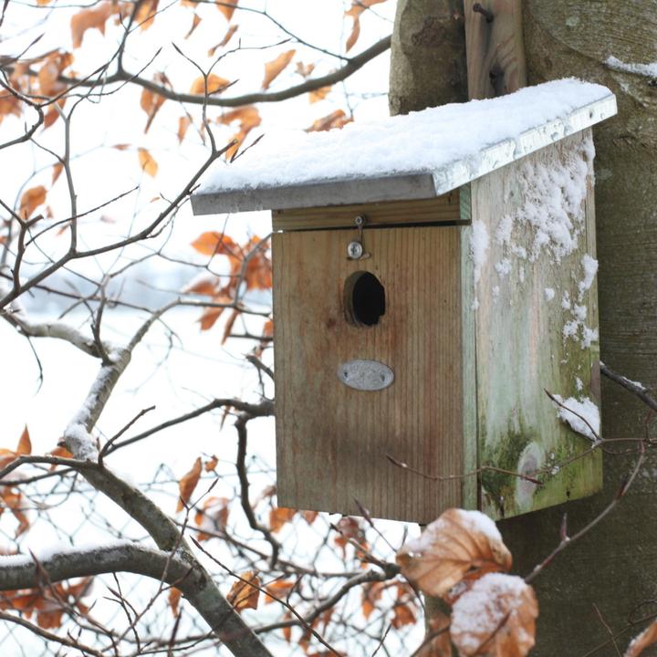 Actual product image Westfalia Great Tit Nest Box