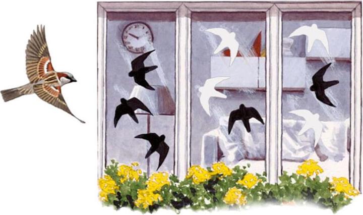 Actual product image Schwegler 3-piece bird of prey silhouette, self-adhesive, high-quality film