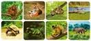 Actual product image Scratch Wild animals