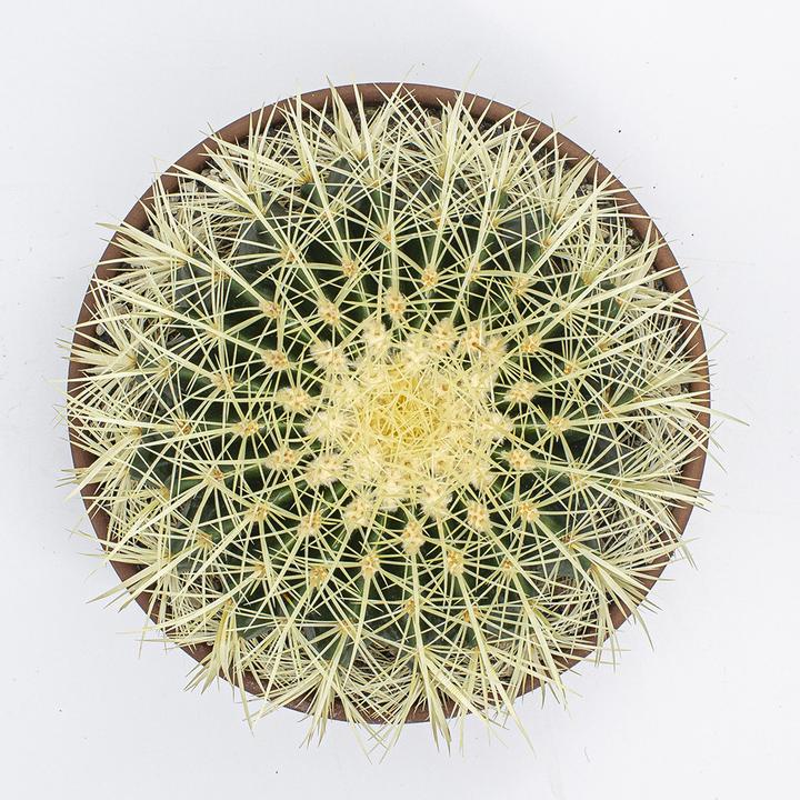 Image du produit Kakteen Gautschi Goldkugelkaktus (30 cm)