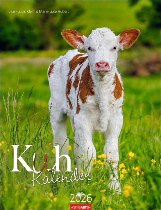 Actual product image Kuh Kalender 2026 (30 x 39 cm, German)