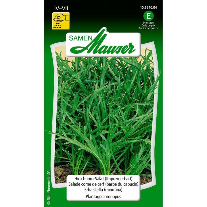 Produktbild Samen Mauser Hirschhorn-Salat Kapuzinerbart (Gemüsesamen)