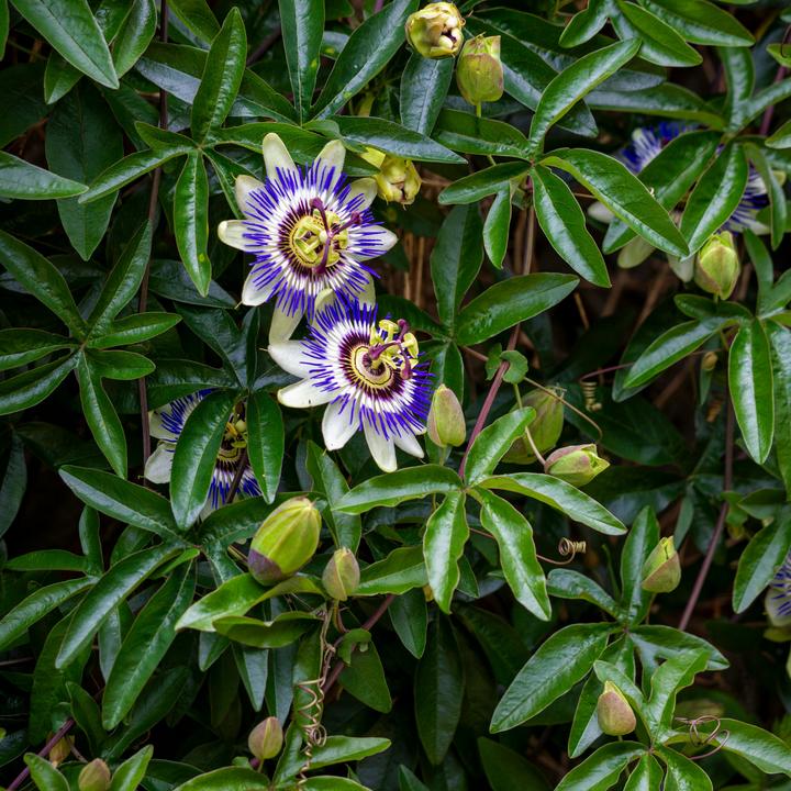Actual product image Plant in a Box Passiflora edulis 'Frederick' - 6er-Set Passionsblume (25 cm)