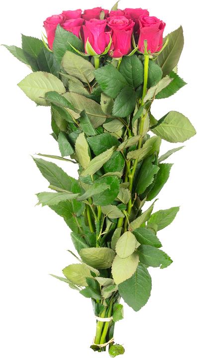 Actual product image Flowerbox Bunch rose - pink Tacazzi (Cut flowers)