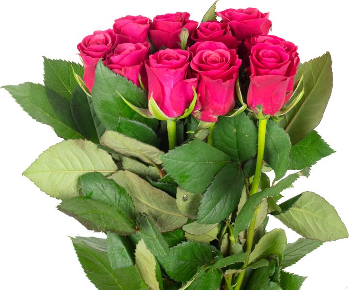 Actual product image Flowerbox Bunch rose - pink Tacazzi (Cut flowers)