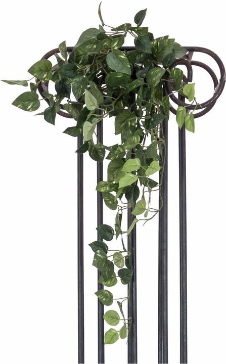Productafbeelding Europalms Pothos Struik Klassiek (60 cm)