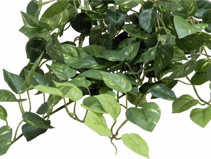 Productafbeelding Europalms Pothos Struik Klassiek (60 cm)
