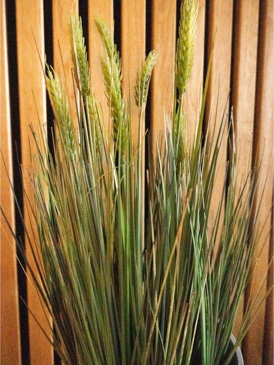 Produktbild Europalms Weizen Frühsommer (60 cm)