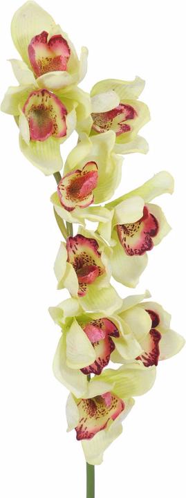 Immagine prodotto Europalms Ramo di Cymbidium (90 cm)
