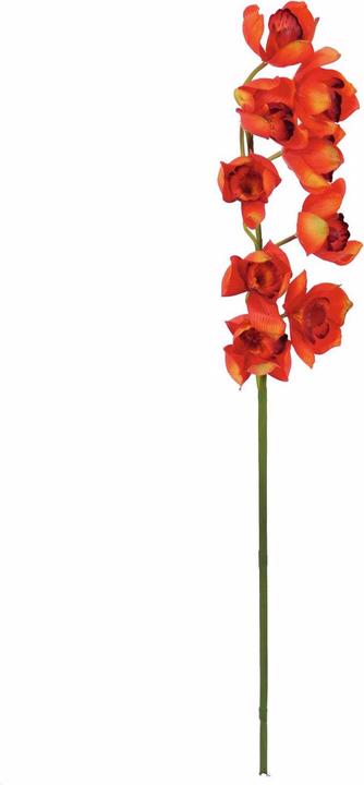 Immagine prodotto Europalms Ramo di Cymbidium (90 cm)