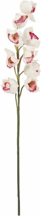 Blanc-Rose