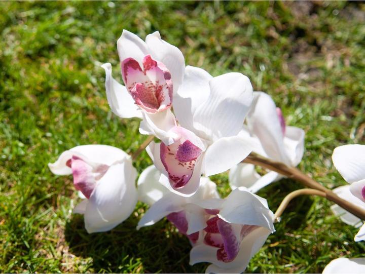 Immagine prodotto Europalms Ramo di Cymbidium (90 cm)