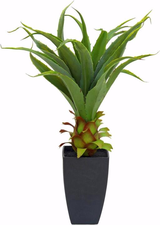 Produktbild Europalms Agave im Topf (75 cm)