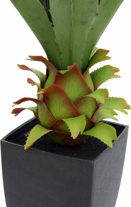 Produktbild Europalms Agave im Topf (75 cm)