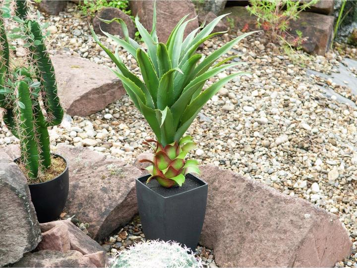 Produktbild Europalms Agave im Topf (75 cm)