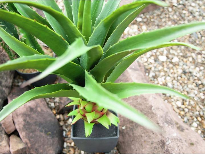 Produktbild Europalms Agave im Topf (75 cm)