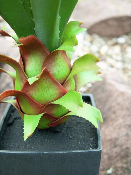 Produktbild Europalms Agave im Topf (75 cm)