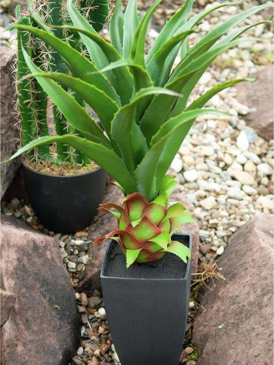 Produktbild Europalms Agave im Topf (75 cm)