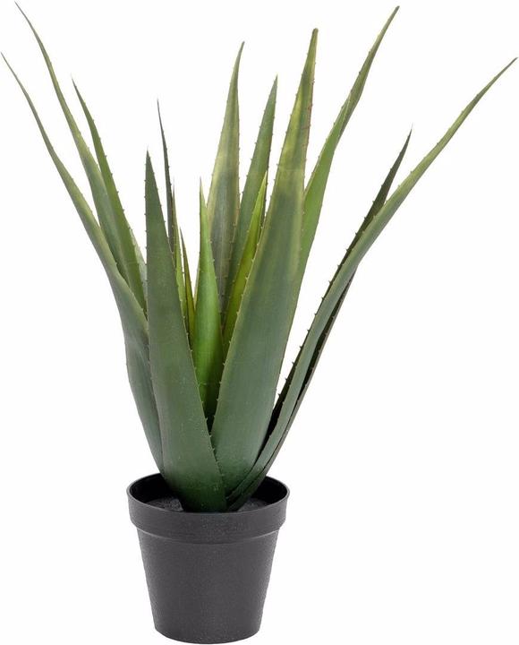 Europalms Aloe Vera (60 cm)