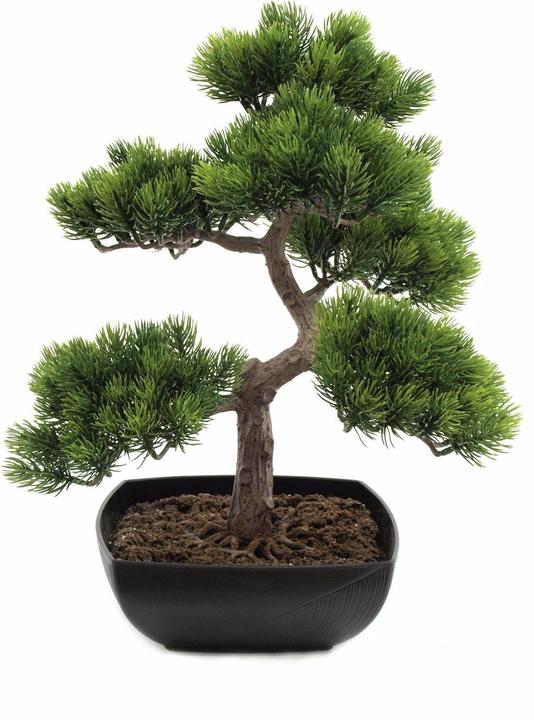 Europalms Pin bonsaï (50 cm)