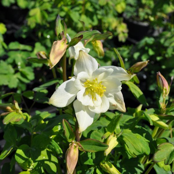 Produktbild Säntispracht 2 er Set, Gemeine Akelei, die alljährliche Frühlingsfreude  - Aquilegia vulgaris White (50 cm)