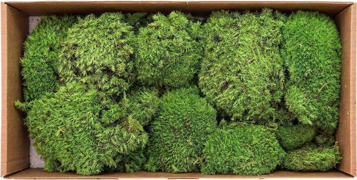 Image du produit Europalms Taches de mousse vert pomme préparées 10x