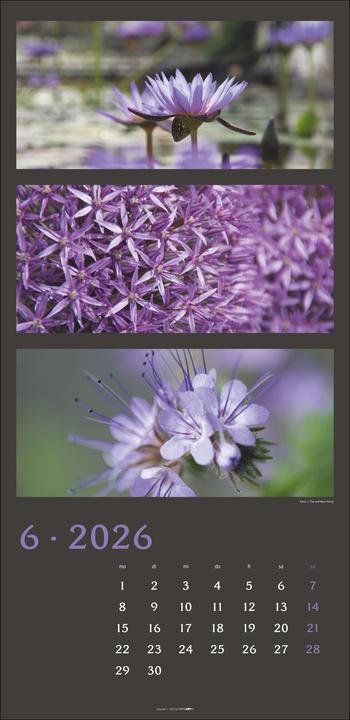 Produktbild Die Farben der Natur Kalender 2026 (33 x 68 cm, Deutsch)