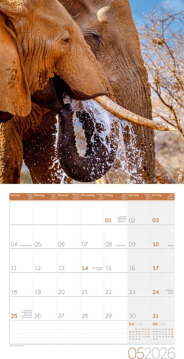 Actual product image Elefanten Kalender 2026 - 30x30 (30 x 30 cm, Hardcover, German, French, Italian, English)