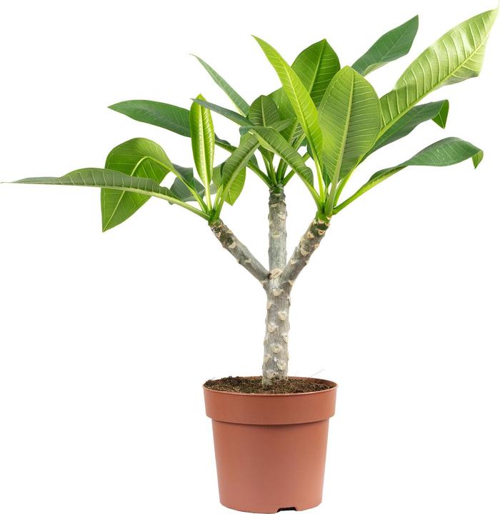 Produktbild Flowerbox Westindische Frangipani - Plumeria alba