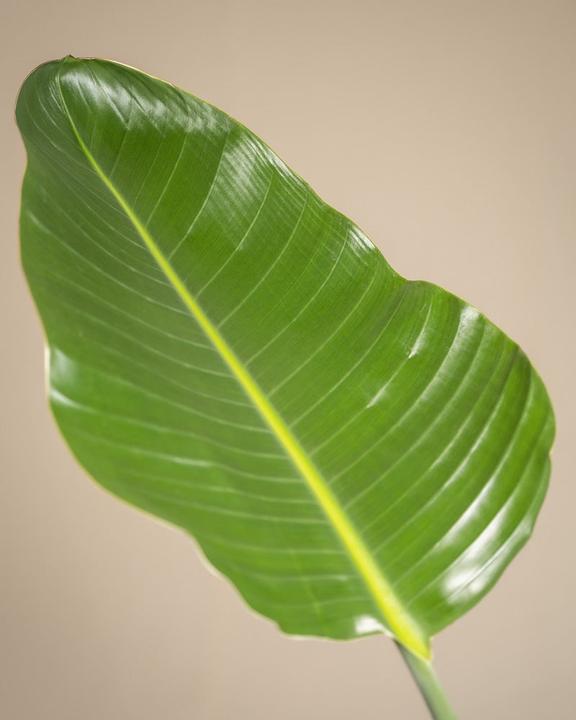 Actual product image feey Strelitzia XL (110 cm, Freshly repotted)