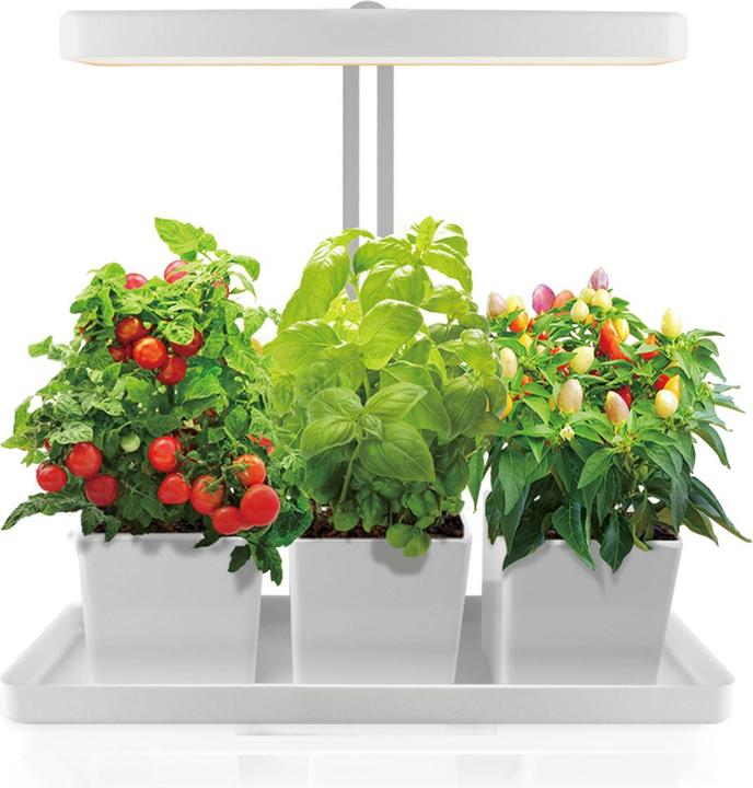 Image du produit Colibri Jardin d'intérieur