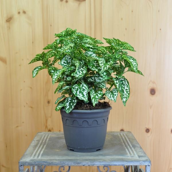 Produktbild Säntispracht 3 er Set, Trend-Blattschmuckpflanze - Die Punktblume - Hypoestes phyllostachya Hippo White (60 cm)