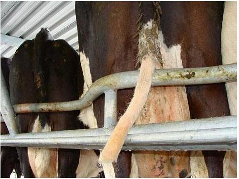 Image du produit Magni Kerbl Tail Trimmer Tailwell II
