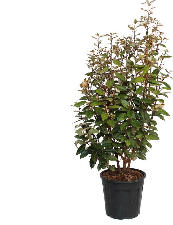 Produktbild Zulauf Wintergrüne Ölweide / Elaeagnus ebbingei (80 cm)