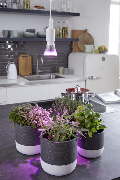 Actual product image Venso Grow Light Cultura (LED, 240 V)