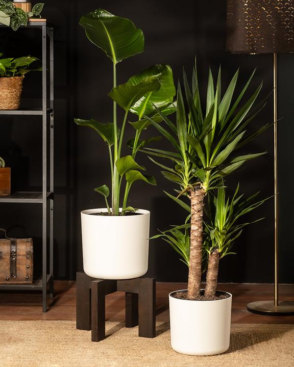 Actual product image feey Strelitzia XL (110 cm, Freshly repotted)