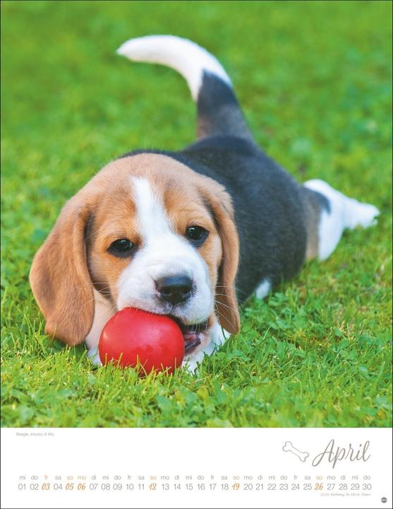 Produktbild Hundekinder Posterkalender 2026 (34 x 44 cm, Harter Einband, Deutsch)