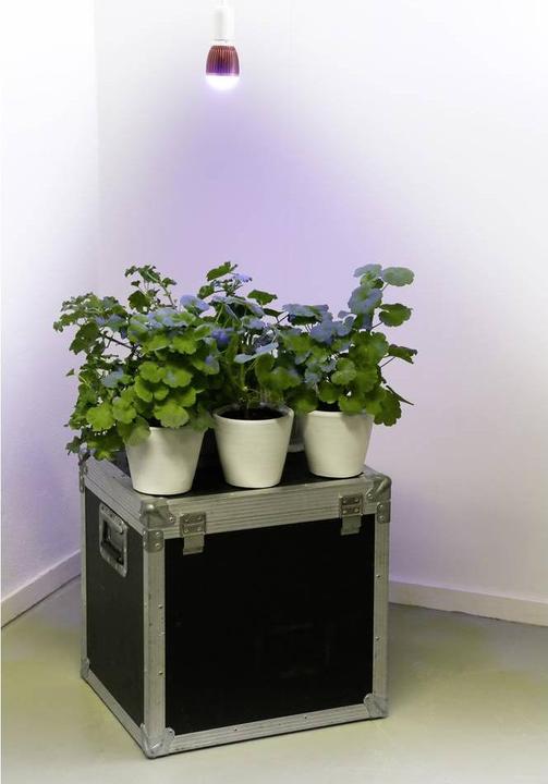 Immagine prodotto Venso Cresce l'inverno leggero (LED, 245 V)