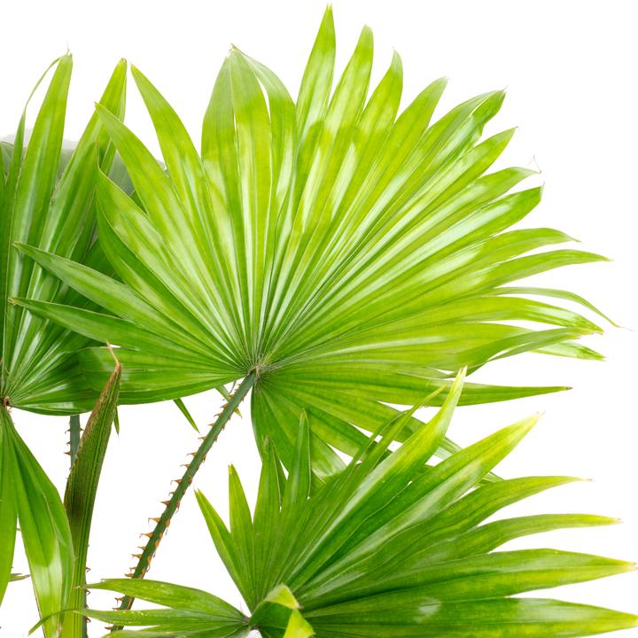 Produktbild Flowerbox 3er-Set Goldfruchtpalme, Livistonia, Gummibaum